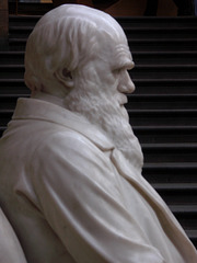 Mr Darwin