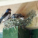 Swallow with young