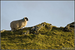 Highland Ram, Isle of Skye