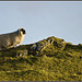 Highland Ram, Isle of Skye