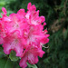 Wissahickon Rhododendron