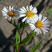 Western Willow Aster