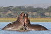 Clash of the Hippos