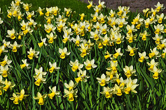 Keukenhof 2012 – Daffodil Spring Eccense