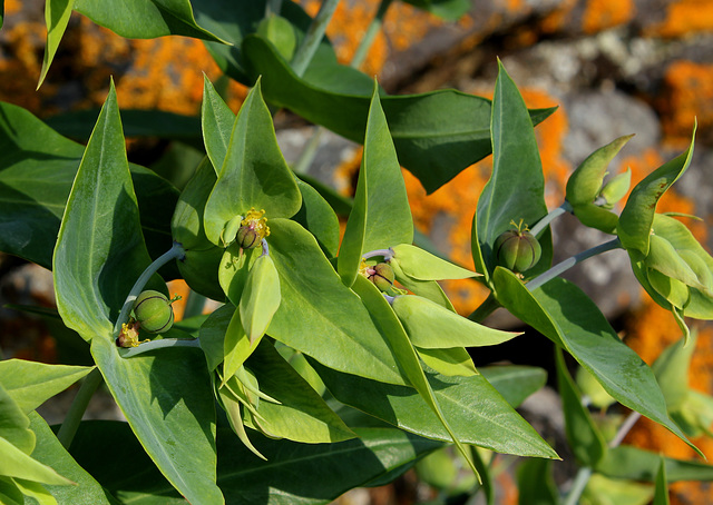 Euphorbia lathyris (3)