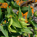Euphorbia lathyris (3)