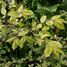 Ulmus parvifolia 'Geisha '
