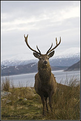 Stag (Tomdoun, Scotland)