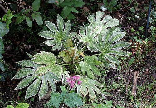 Fatsia hybride Fatsia hybride