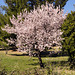 Dans les Alpilles au mois de Mars, Almond Tree in bloom in the Alpilles