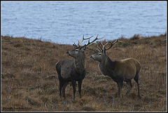Two Stags (Tomdoun, Scotland)