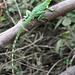 Green Basilisk