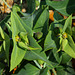 Euphorbia lathyris (4)