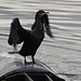 Cormorant on the Liffey