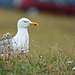 Seagull in the rough