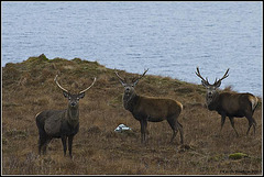 Three Stags (Tomdoun, Scotland)