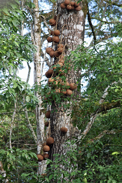 Canonball tree