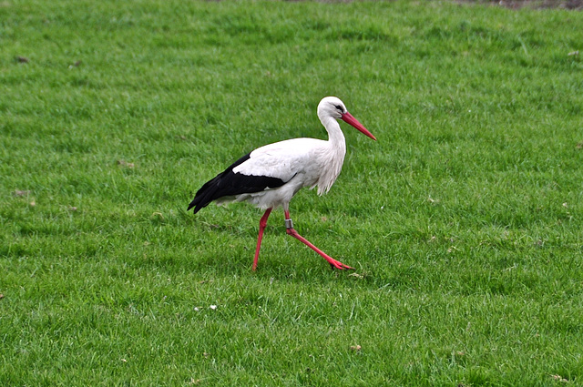 Stork walking