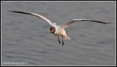 Yet another gull in flight