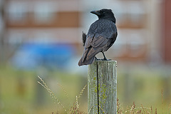 Crow on a stick....