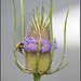 Teasel with bee