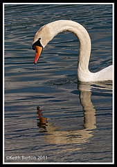 Swan & water drips