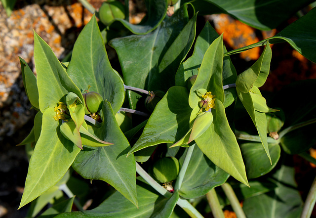 Euphorbia lathyris (5)