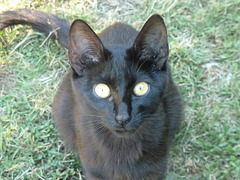 Pequeña gata negra