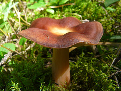 Mushroom milestone
