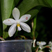 Phalaenopsis micholitzii x tetraspis