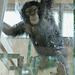 Spielendes Schimpansenmädchen (Leintalzoo Schwaigern)