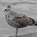 Herring Gull (Larus Argentatus)