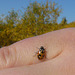 Parenthesis Ladybug