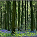 Bluebell woods 1
