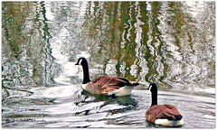 Canada geese 7 of 9