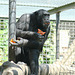 Schimpanse beim Essen (Leintalzoo Schwaigern)