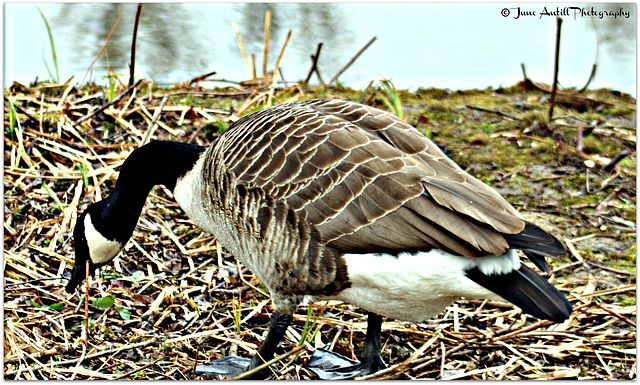 Canada goose  4 of 9