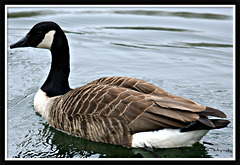 Canada Goose 2 of 9