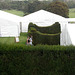 Marquee, Yew