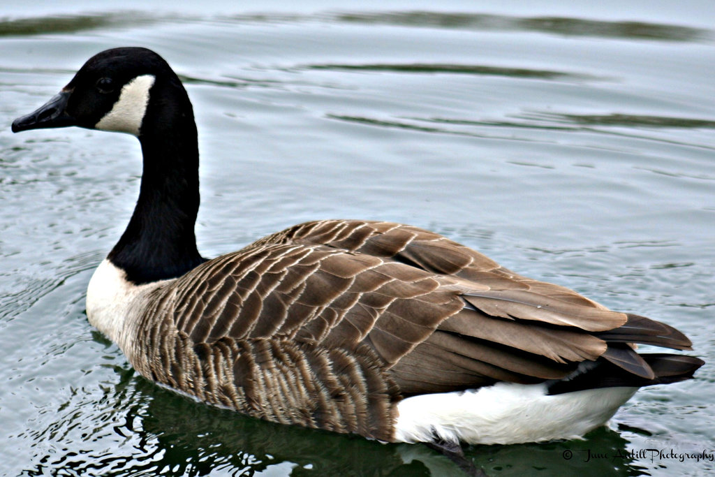 Canada goose 5 of 9