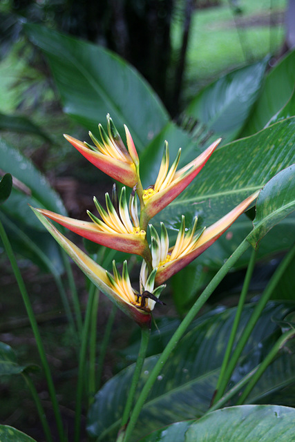 Heliconia with flowers (Explored)