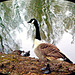 Canada goose....(6 of 9)