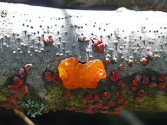 Witches Butter and Red Tree Brain fungus