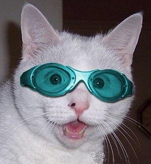 Cat-with-Goggles-LOL-cats-8432683-300-326