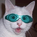 Cat-with-Goggles-LOL-cats-8432683-300-326
