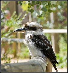Laughing Kookaburra - Marwell Zoo
