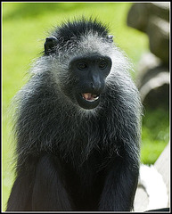 Colobus Monkey - Marwell Zoo