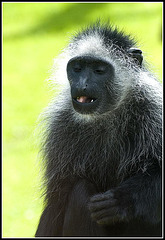 Colobus Monkey - Marwell Zoo