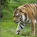 Tiger - Marwell Zoo