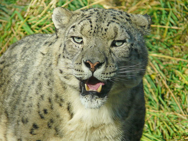 Endangered Snow Leopard